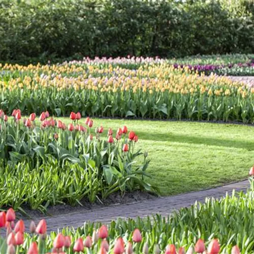 Blumenzwiebelzauber im Frühjahr