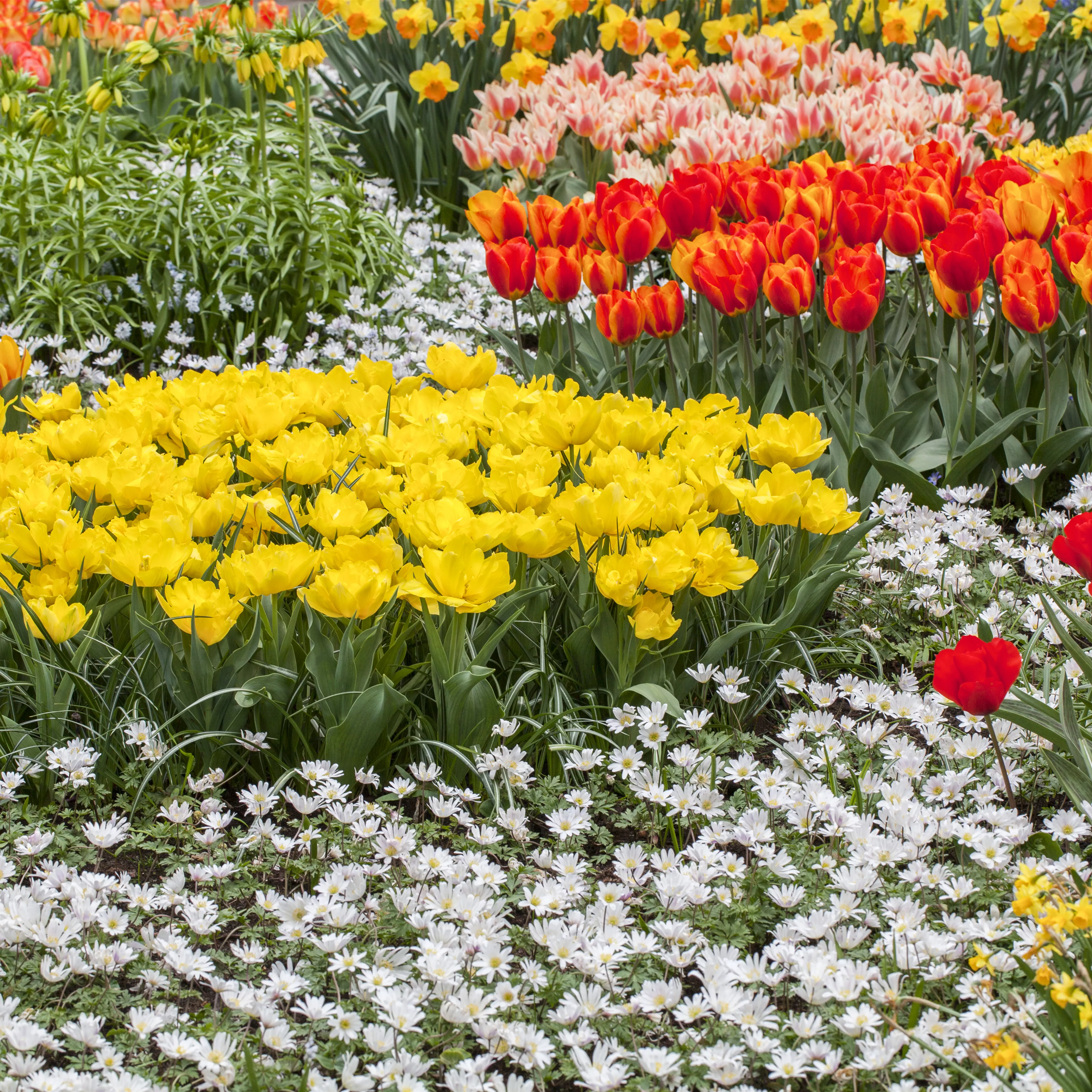 Tolle Frühblüher starten bunt ins Gartenjahr