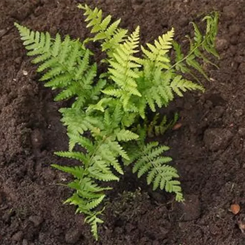 Frauenfarn - Einpflanzen im Garten