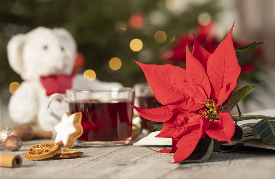 Weihnachtsstern richtig pflegen