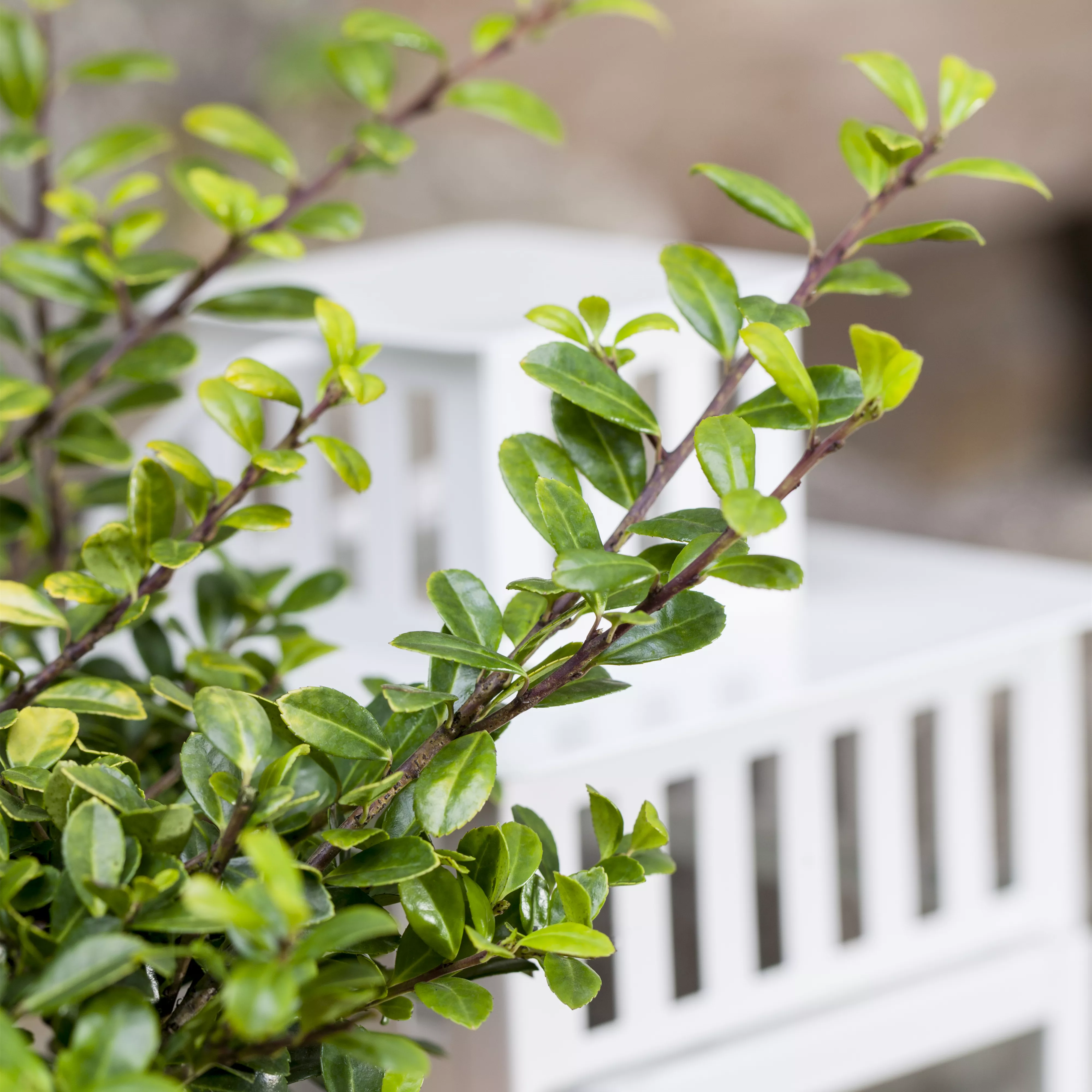 Funkien Tee Bonsai richtig pflegen