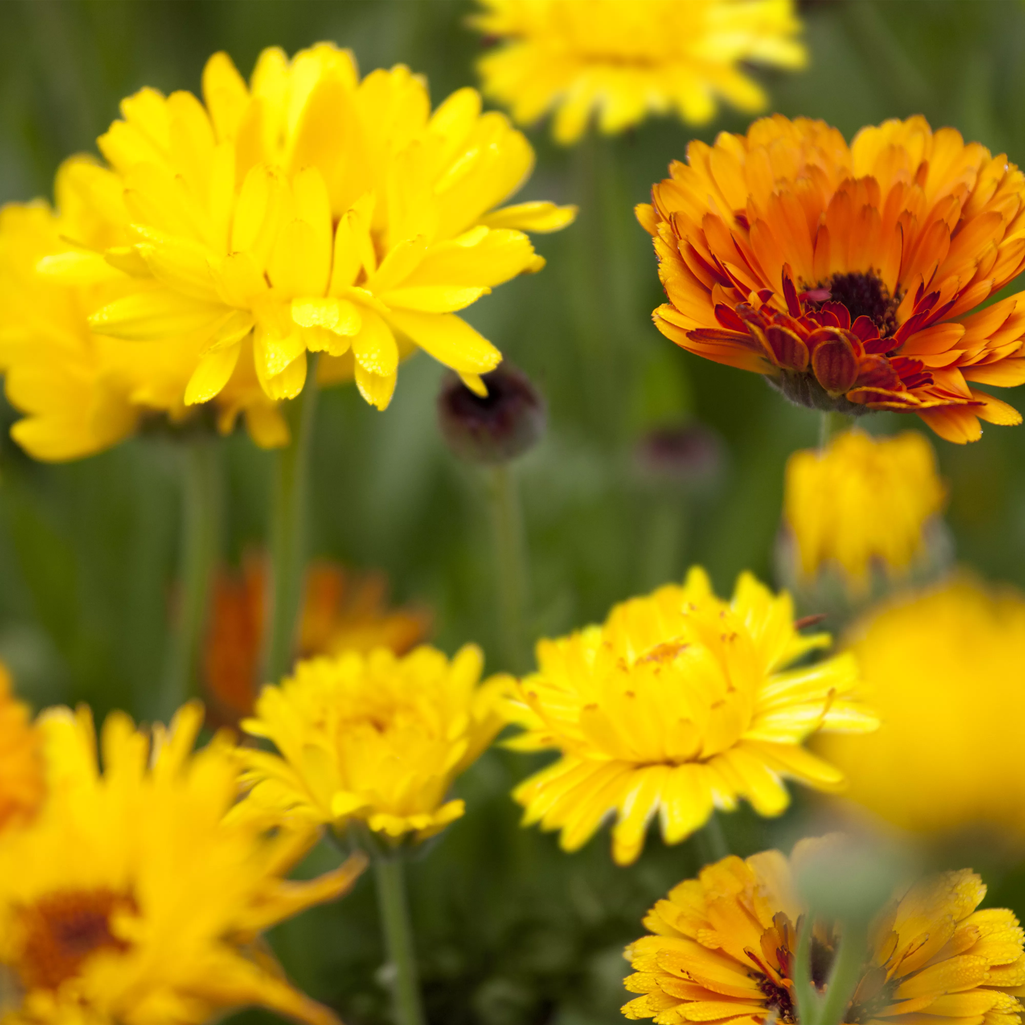 Blumen direkt aussäen