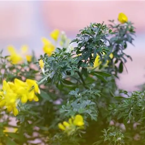 Ginster - Einpflanzen im Garten