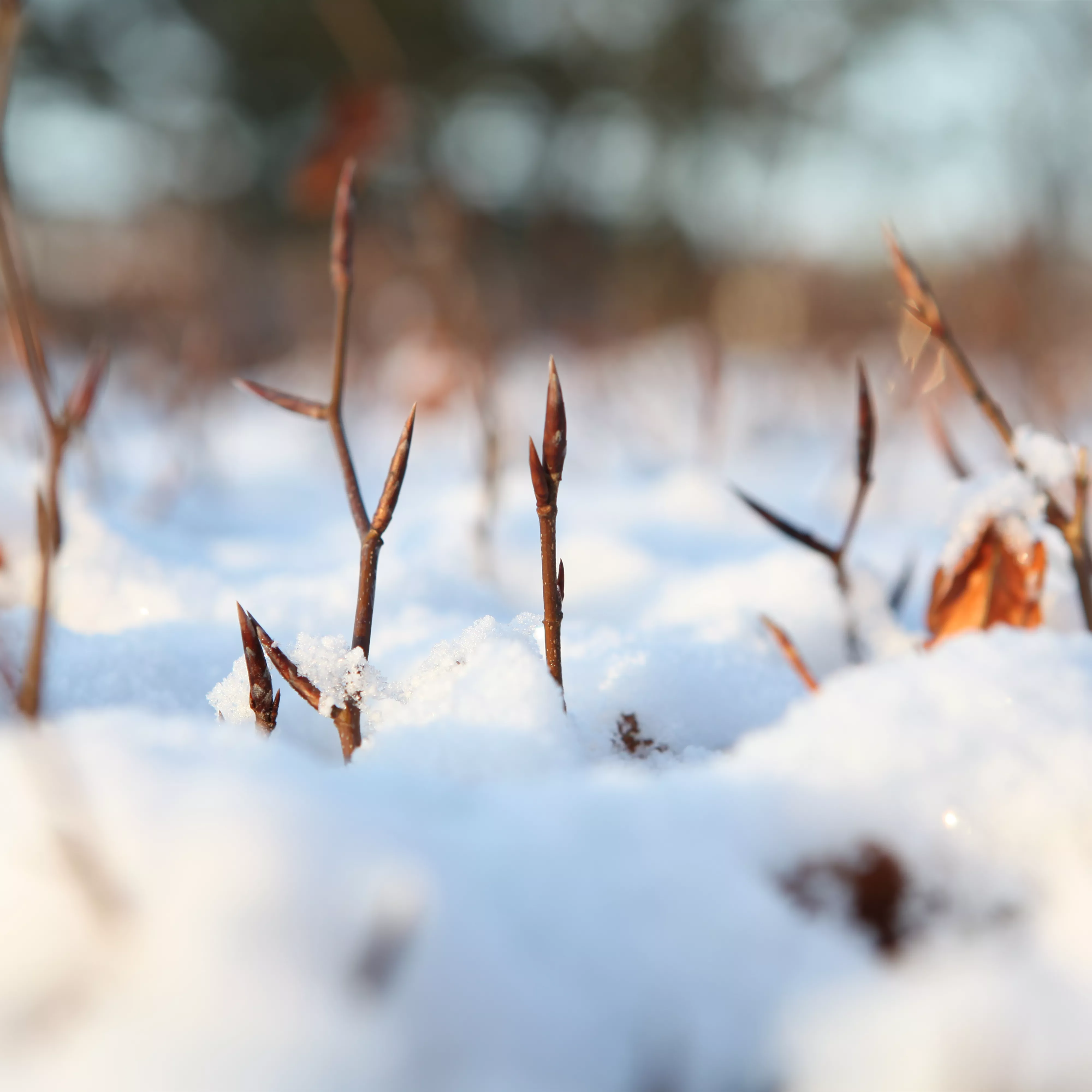 Den Garten winterfest machen