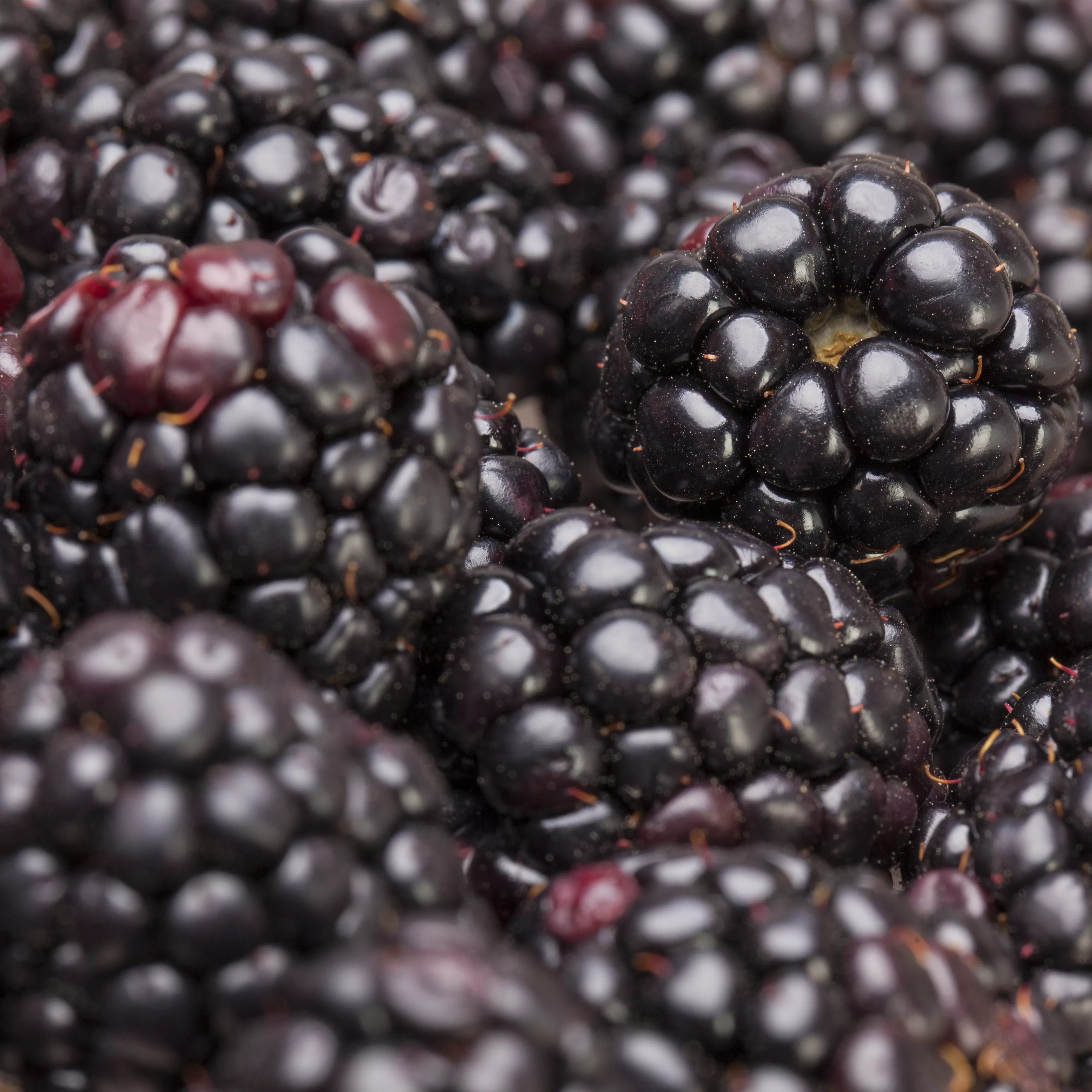 Brombeeren pflanzen