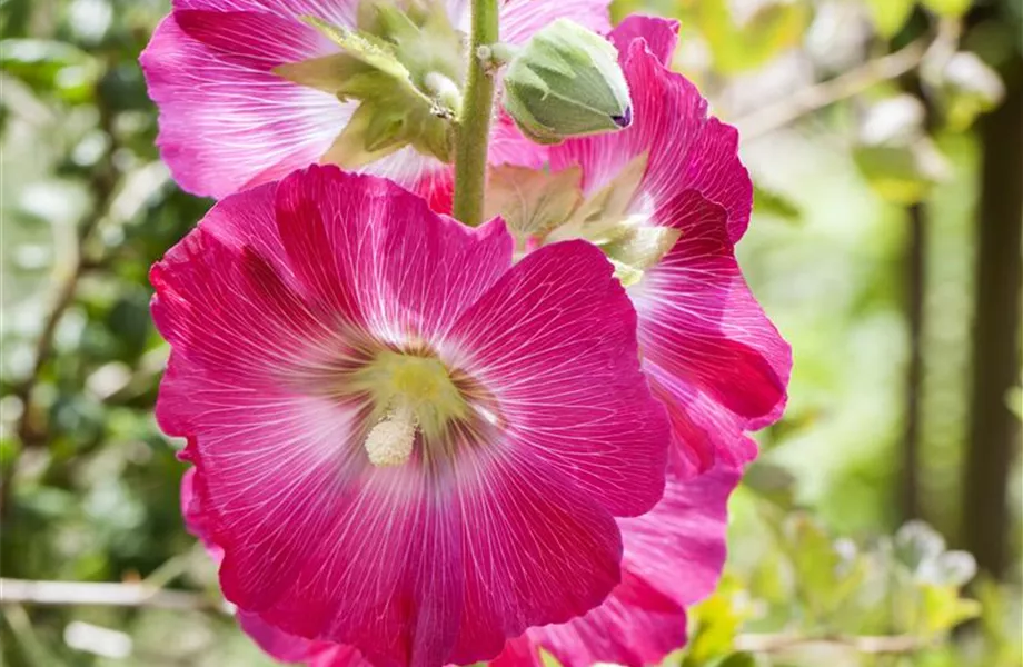 Der Landhausgarten: Unberührte Natur