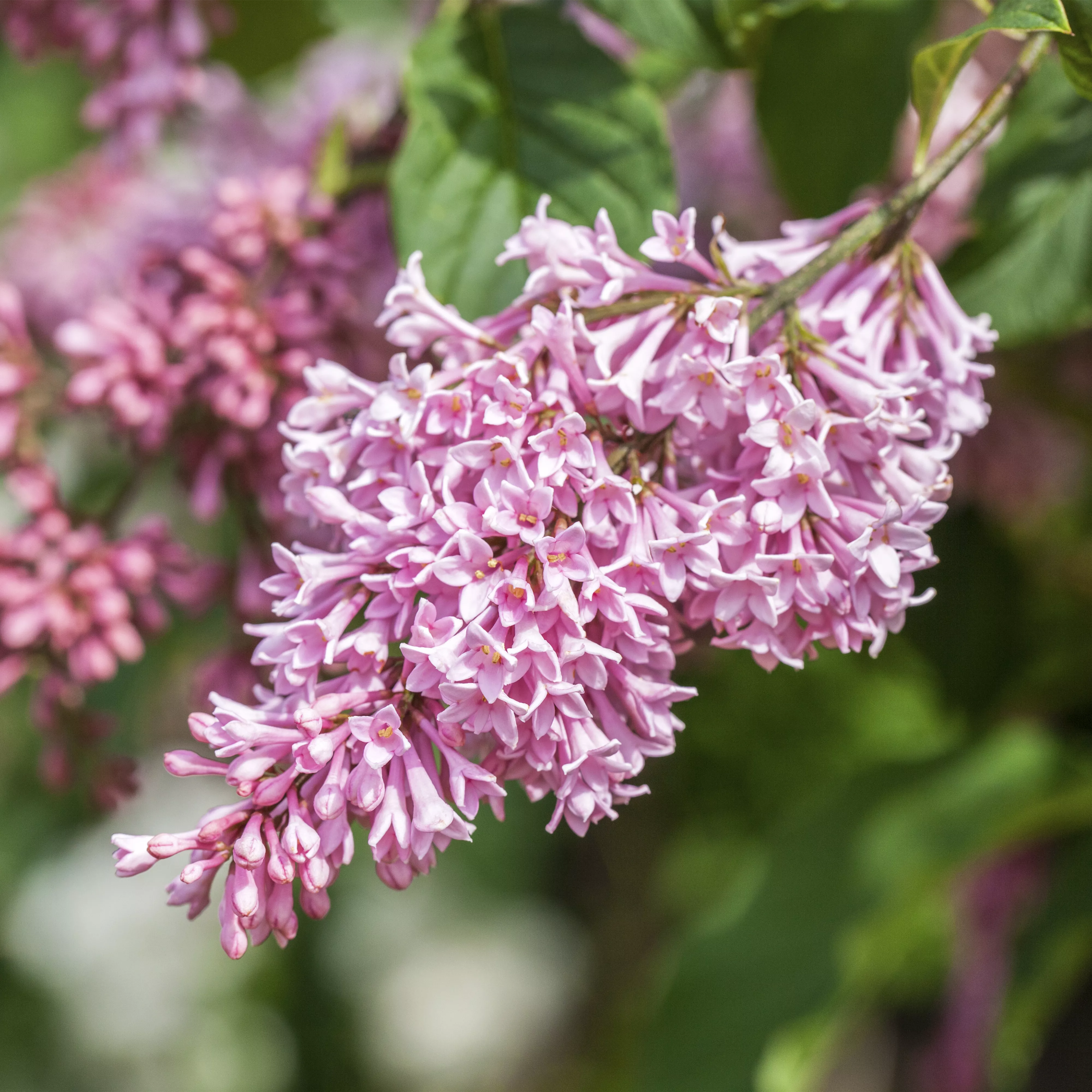 Fliederblüten ausbrechen