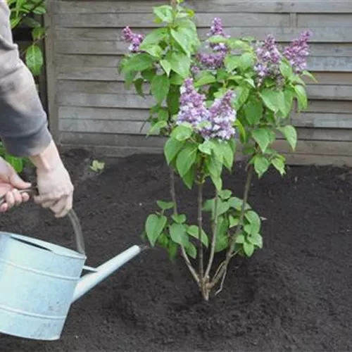 Flieder - Einpflanzen im Garten