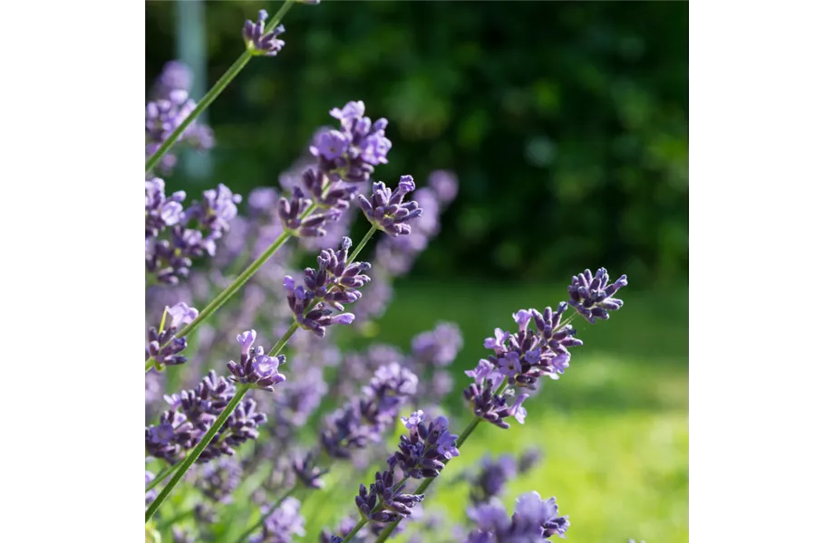 Kräuter, Bienen & Insekten