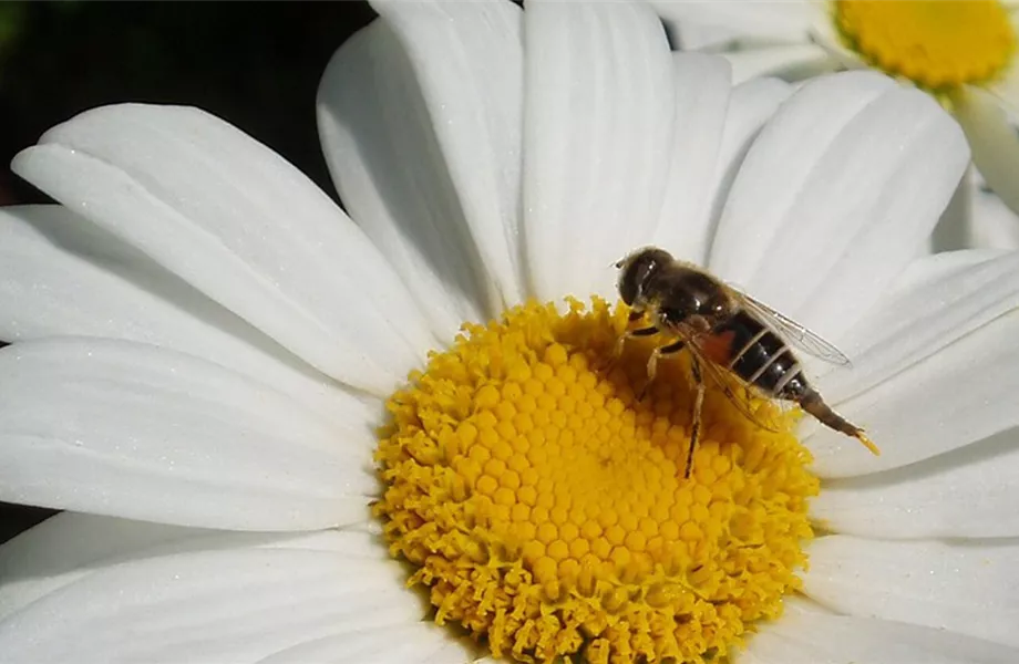 Gartentipps im Mai