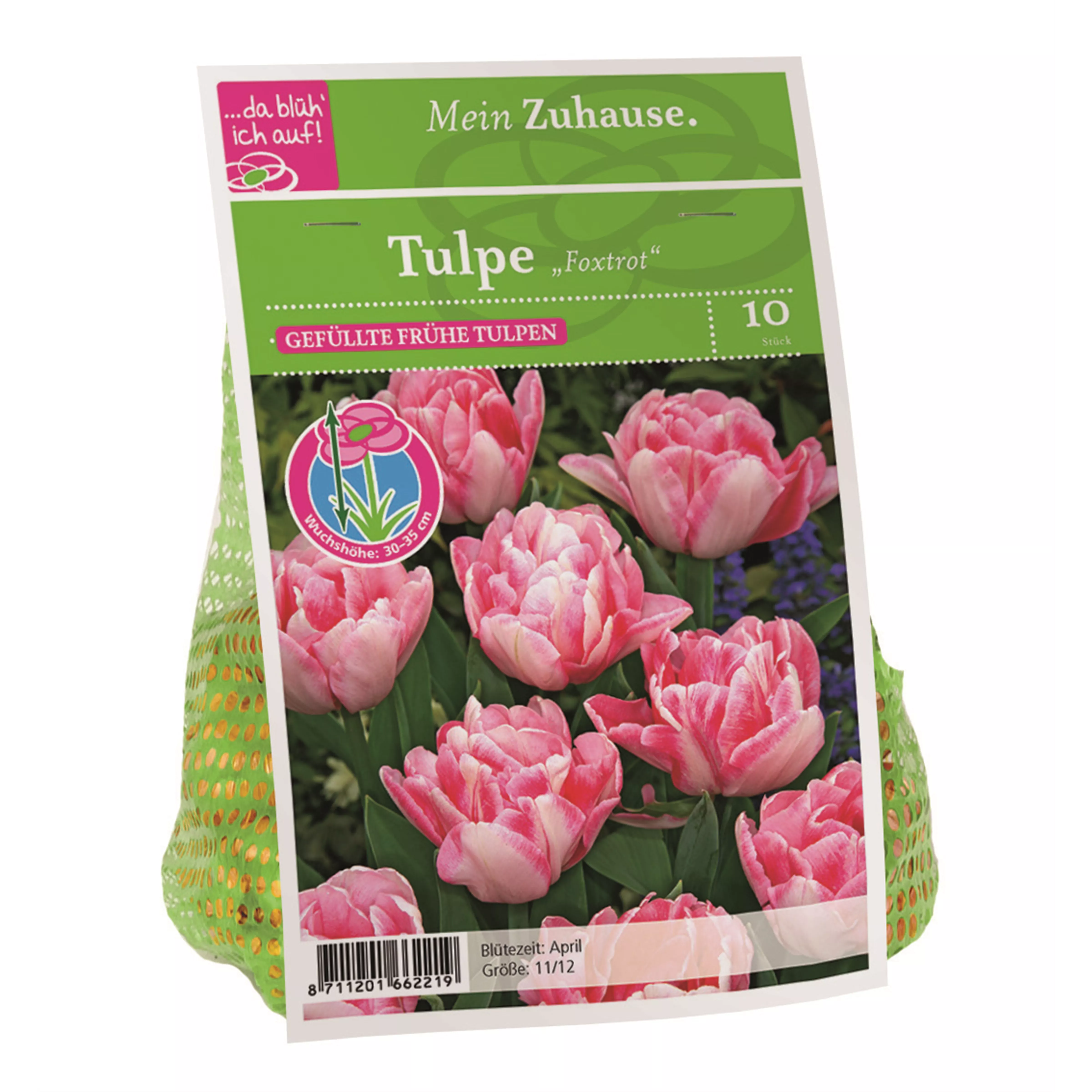 Blumenzwiebel Tulpe 'Foxtrot'