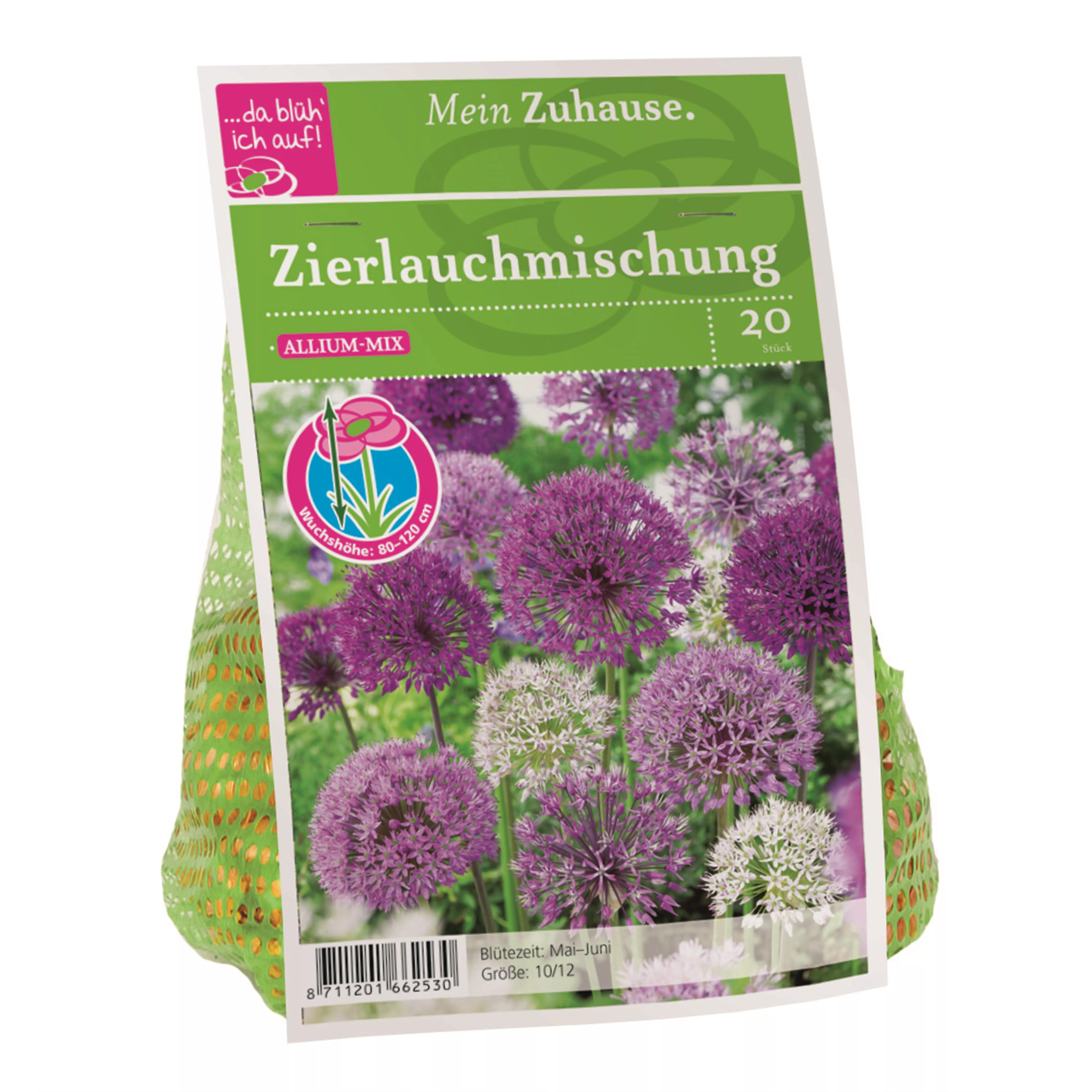 Blumenzwiebel Allium Blütenbälle