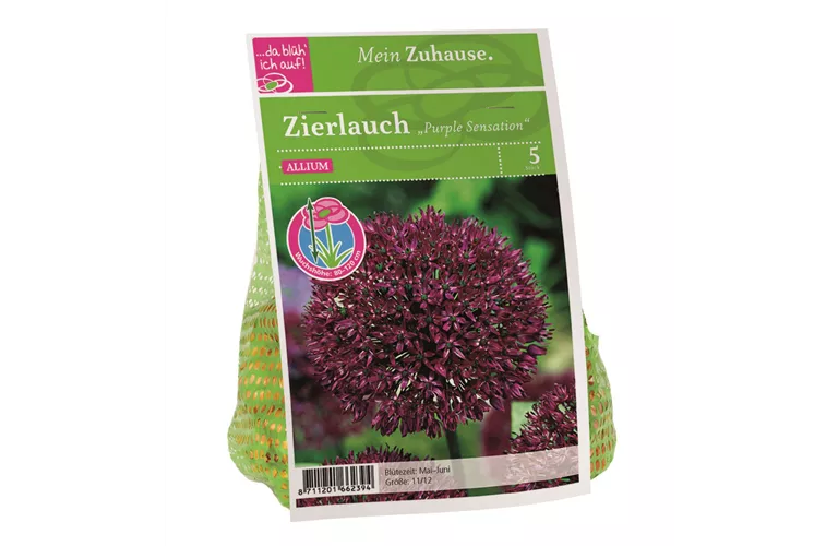 Blumenzwiebel Allium 'Purple Sensation'