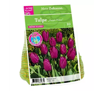 Blumenzwiebel Tulpe 'Purple Prince'