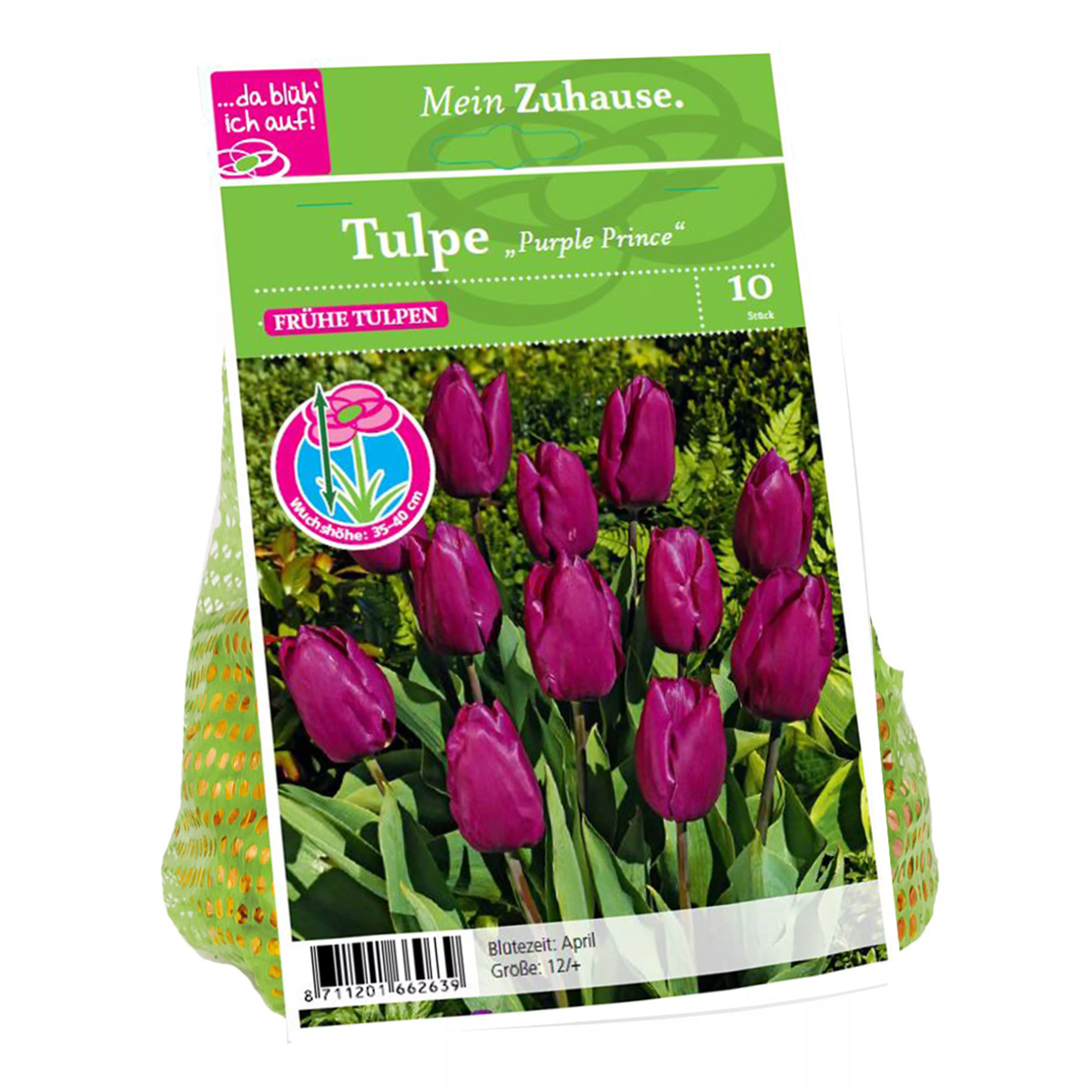 Blumenzwiebel Tulpe 'Purple Prince'