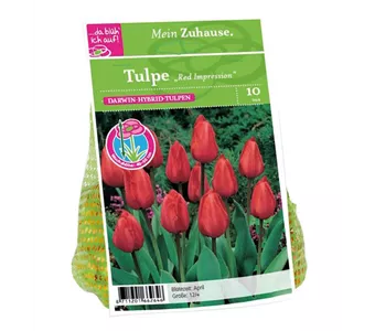 Blumenzwiebel Tulpe 'Red Impression'