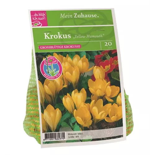 Blumenzwiebel Krokus 'Yellow Mamouth'