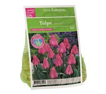 Blumenzwiebel Tulpe 'Van Eijk'