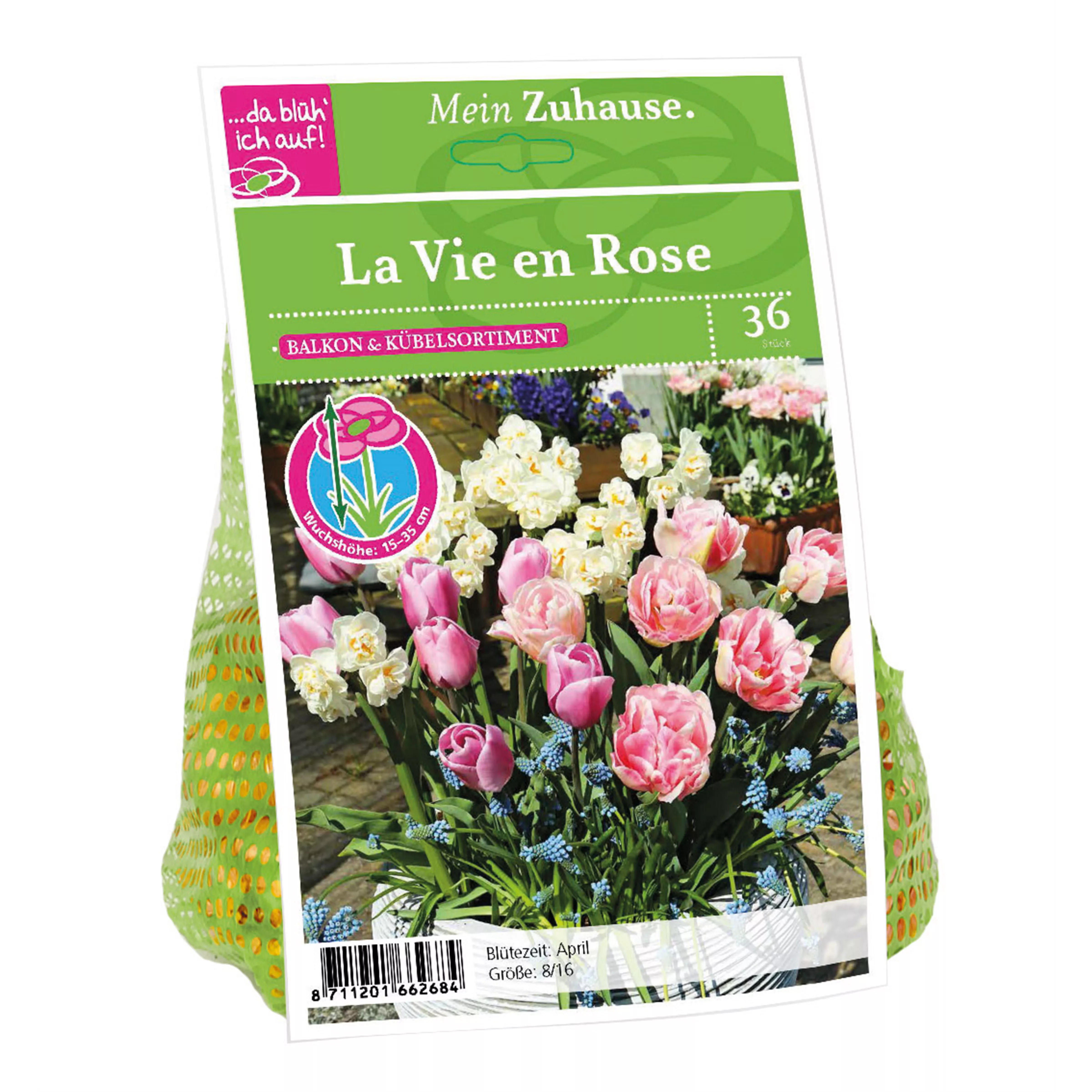 Blumenzwiebel 'La Vie en Rose'