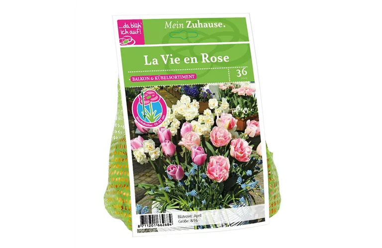 Blumenzwiebel 'La Vie en Rose'