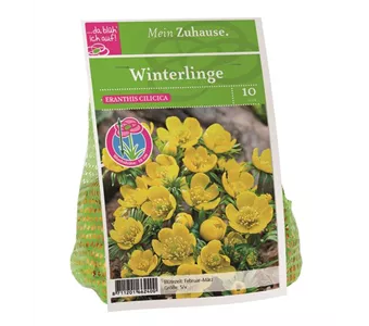 Blumenzwiebel Winterlinge gelb