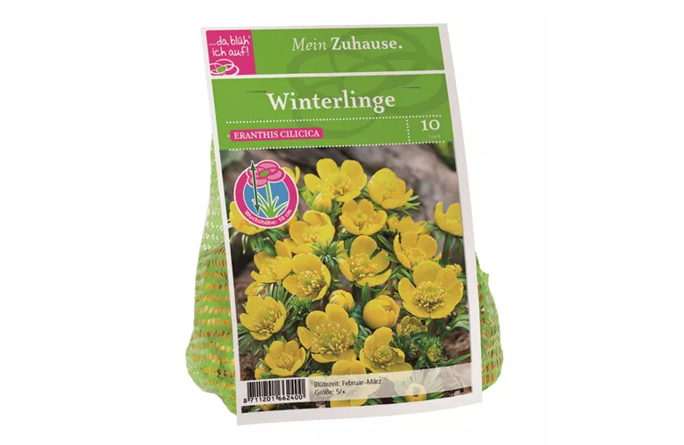 Blumenzwiebel Winterlinge gelb