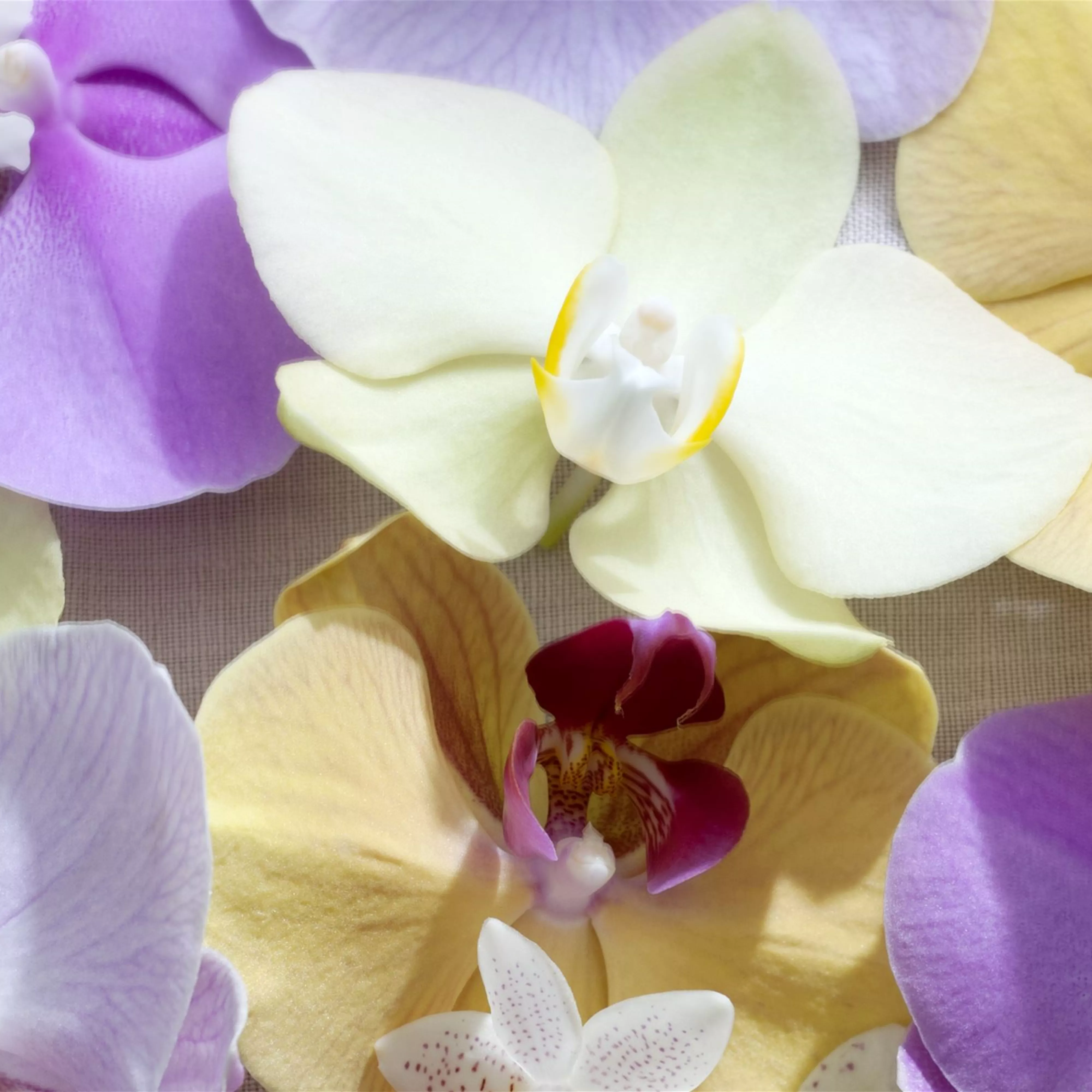 Pflanze des Monats Januar: Phalaenopsis