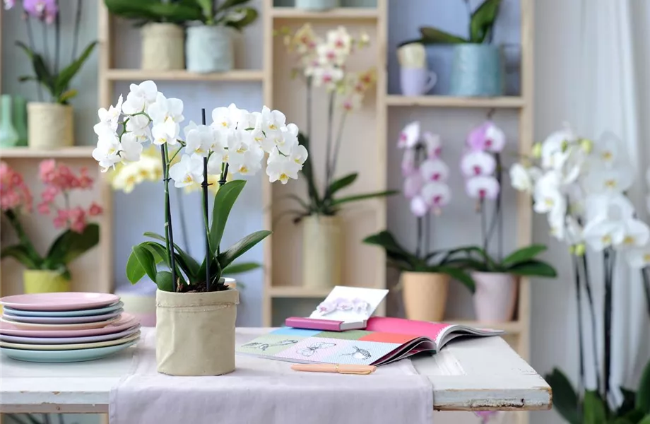 Pflanze des Monats Januar: Phalaenopsis