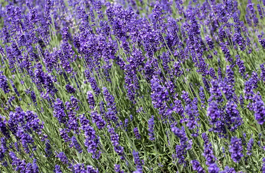 Lavendel - Pflegehinweise