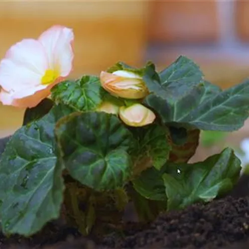 Knollenbegonie - Einpflanzen im Garten