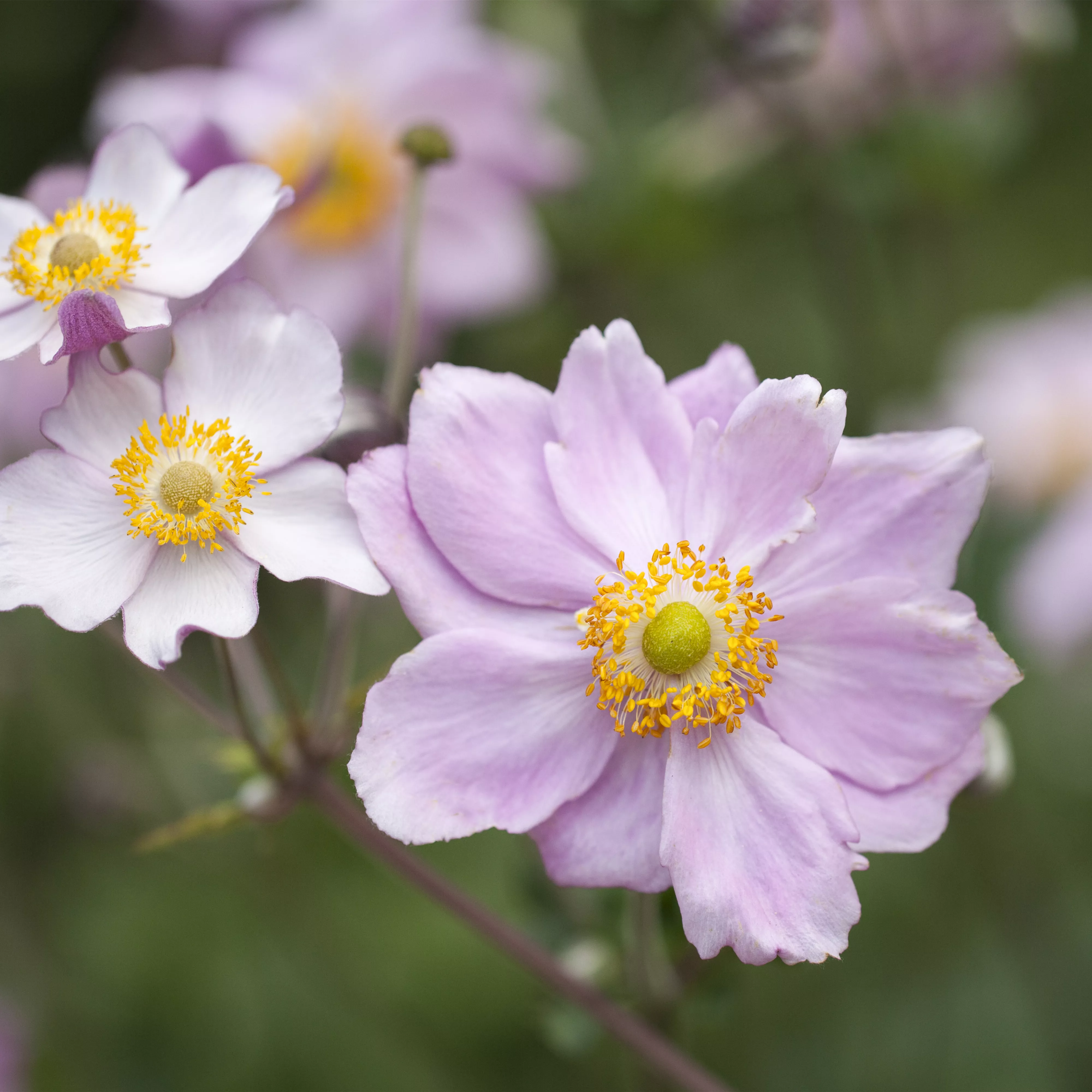 Juli 2019: Anemone