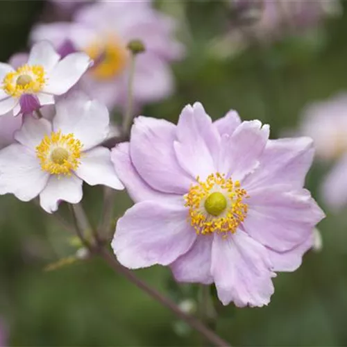 Juli 2019: Anemone